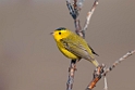 Wilsons warbler.20120608_0815