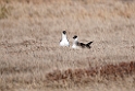 almindelig kjove.20120612_1578