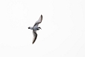 Antarctic Prion.20081110_3407