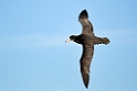 Antarctic.giant.petrel.20081106_1440