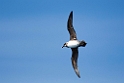 Atlantic.petrel20081109_3133