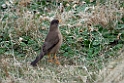 Austral Thrush.20081108_2869