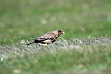Austral.Thrush.20081107_2160