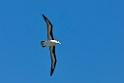 Black-browed.Albatross.20081106_1882