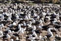 Black-browed.Albatross.koloni.20081106_1834