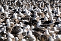 Black-rowed.Albatross.Koloni.20081106_1847