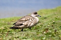 Crested.duck.20081107_2288