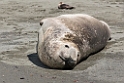 Elephant seal.20081113_3854