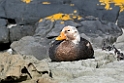Falkland.Steamerduck.20081107_2672