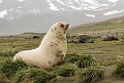 Fur seal.20081111_3490