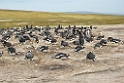 Gentoo.Saunders.20081108_3262