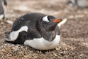 Gentoo.penguin.20081107_2307
