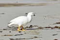 Kelp.Goose.20081107_2666