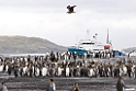 King Penguin.20081111_3474