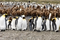 King Penguin.20081111_3482