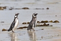 Magellanc.Penguin.20081107_2704