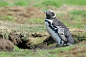 Magellanic.Penguin.20081107_2217