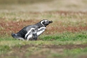 Magellanic.Penguin.20081107_2240