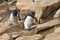 Rochopper.Penguin.20081107_2336