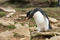 Rockhopper.Penguin.20081107_2332