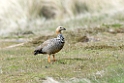 Ruddy-headed.goose.20081107_1965