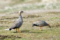 Ruddy-headed.goose.20081107_1985