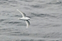Snow Petrel.20081114_4452