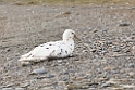 Southern Giant Petrel.20081111_3455