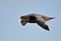 Southern.giant.petrel.20081106_1546