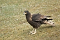 Striated.Caracara.20081107_2613