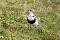 Two-banded.plover.20081108_2827