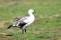 Upland.Goose.20081107_2211