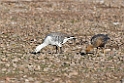 Upland.goose.20081106_1937