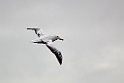 Wandering Albatross