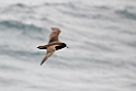 White-chinned Petrel