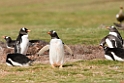 Gentoo.Penguin.20081107_2095