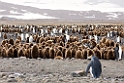 King Penguin.20081111_3483a
