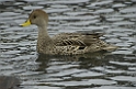 DSCN0329a