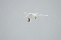 DSCN0731a