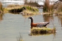 Ashy-headed goose.20081124_6596