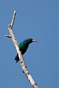 Glittering-bellied Emerald.20081101_0317