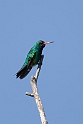 Glittering-bellied Emerald.20081101_0336