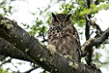 Greta horned Owl.20081124_6538
