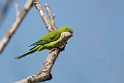 Monk Parakeet.20081101_0355