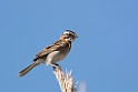 Rofous-collared Sarrow.20081127_6664