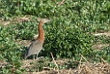 Rufescenttigerheron.20081101_0258