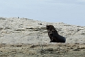 Sealion.20081104_0502