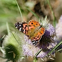 Sommerfugl01.20081127_6633