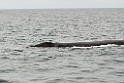Southern.right.whale.20081104_0518