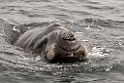 Southern.right.whale.20081104_0546